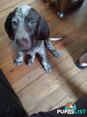 German Shorthair Pointer Puppies