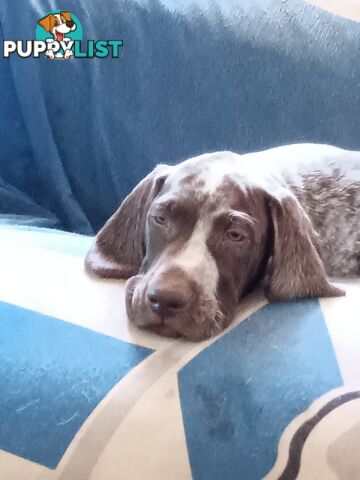 German Shorthair Pointer Puppies