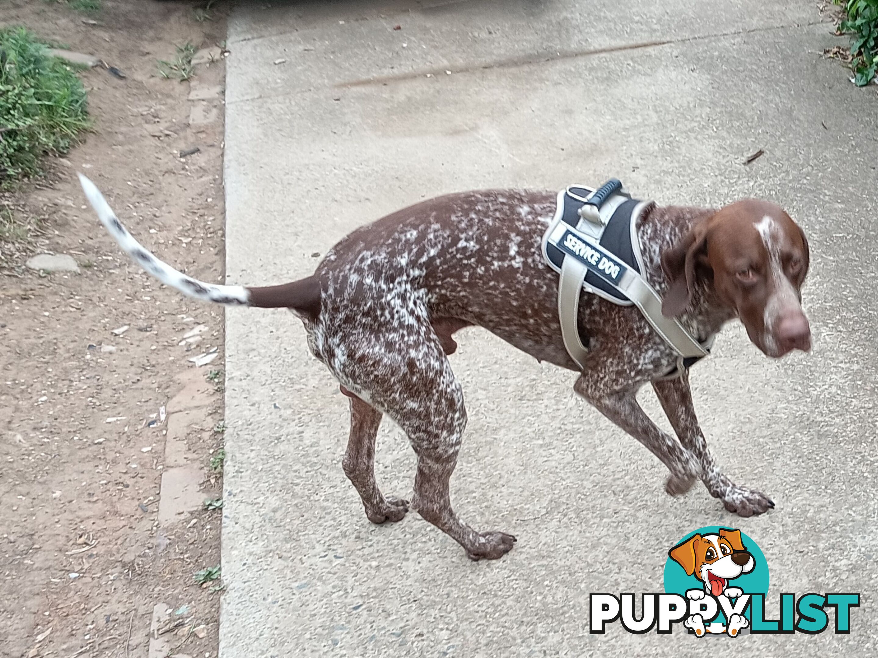 German Shorthair Pointer Puppies