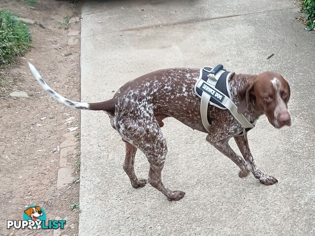 German Shorthair Pointer Puppies