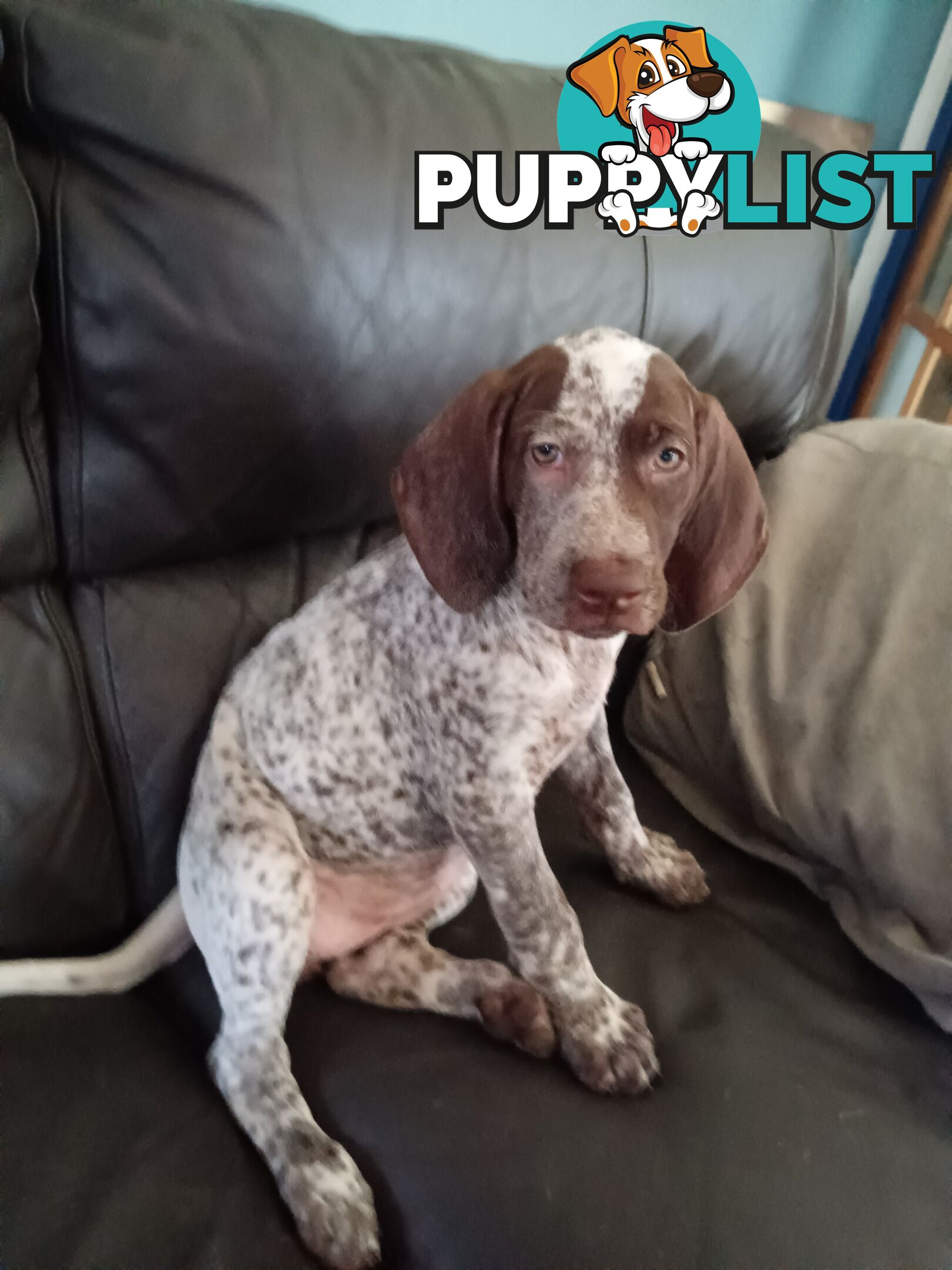 German Shorthair Pointer Puppies