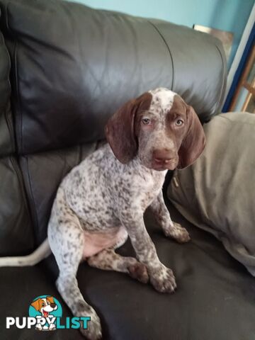 German Shorthair Pointer Puppies