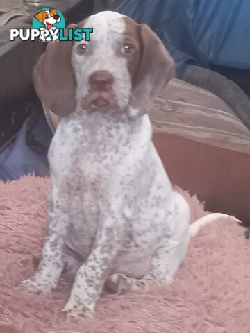 German Shorthair Pointer Puppies