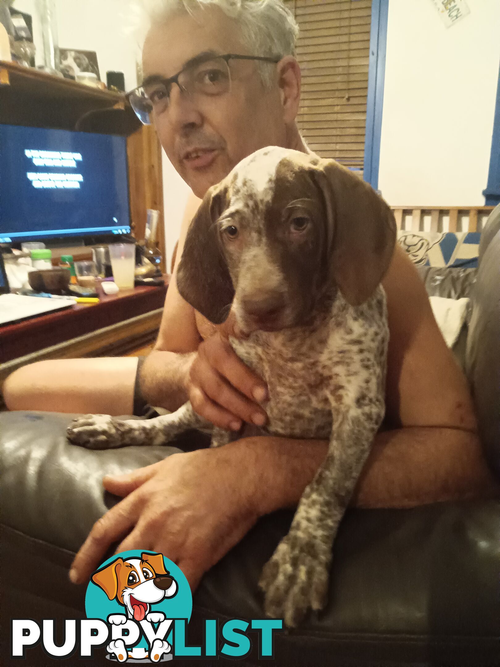 German Shorthair Pointer Puppies