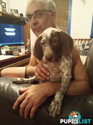 German Shorthair Pointer Puppies