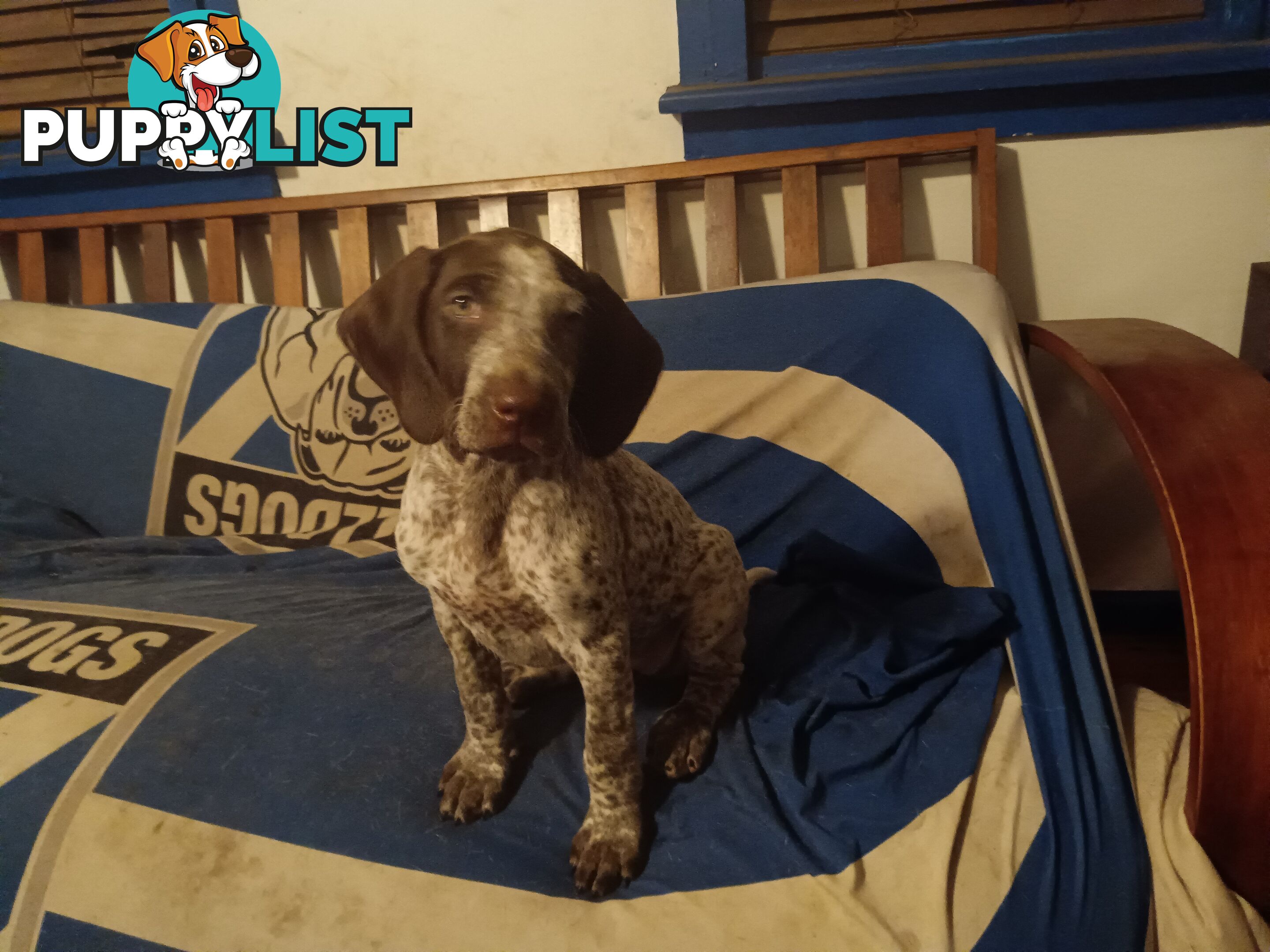 German Shorthair Pointer Puppies