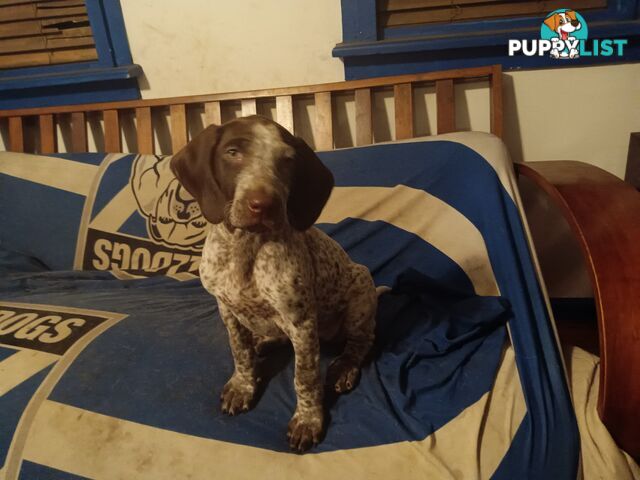 German Shorthair Pointer Puppies