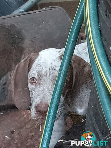 German Shorthair Pointer Puppies