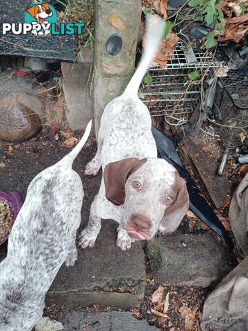 German Shorthair Pointer Puppies