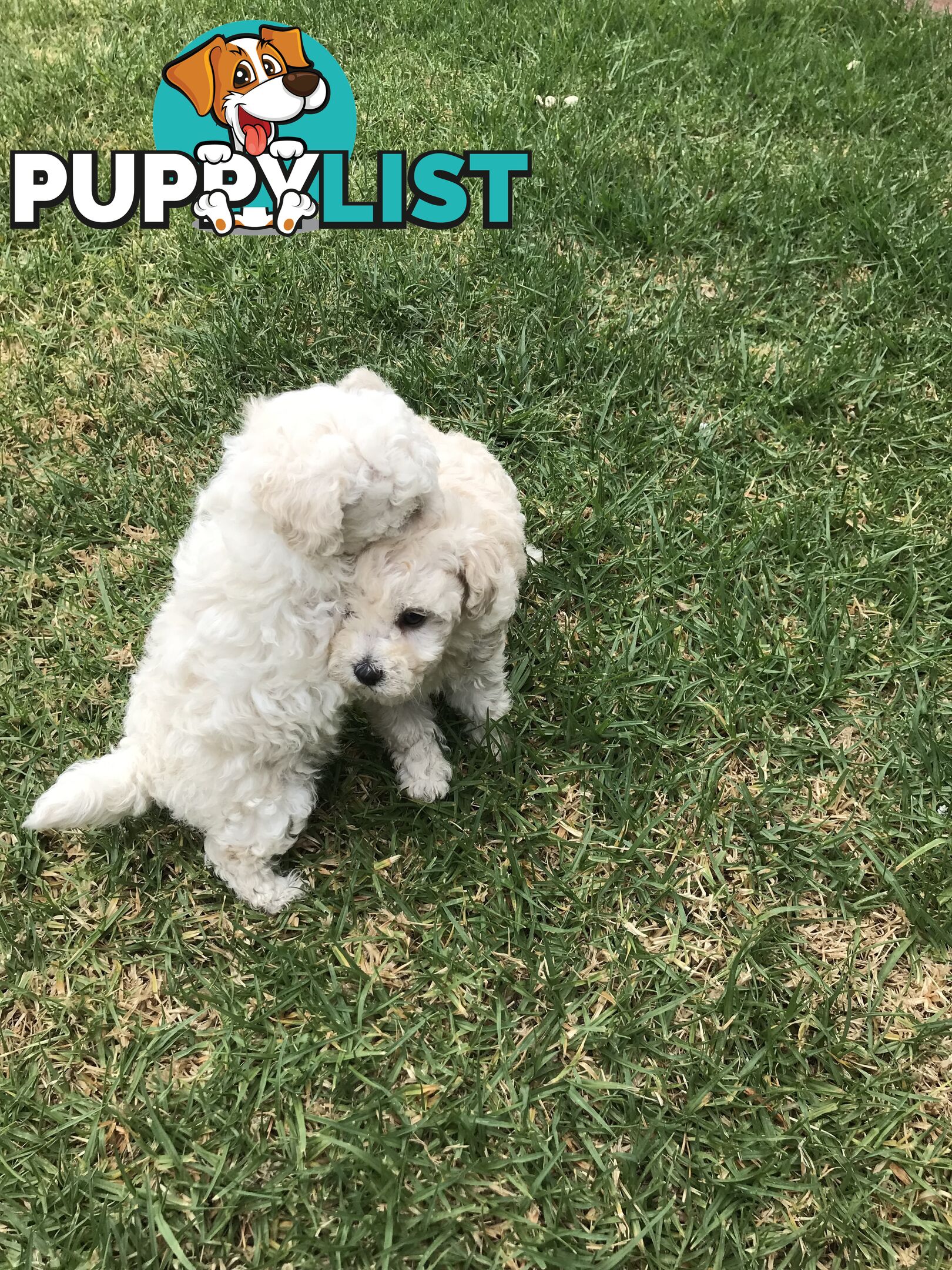 Pure White Toy Poodle Puppies for Sale