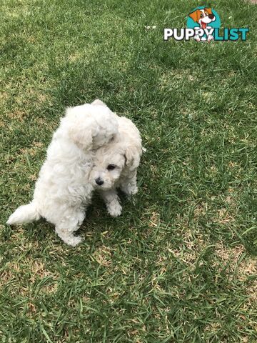 Pure White Toy Poodle Puppies for Sale