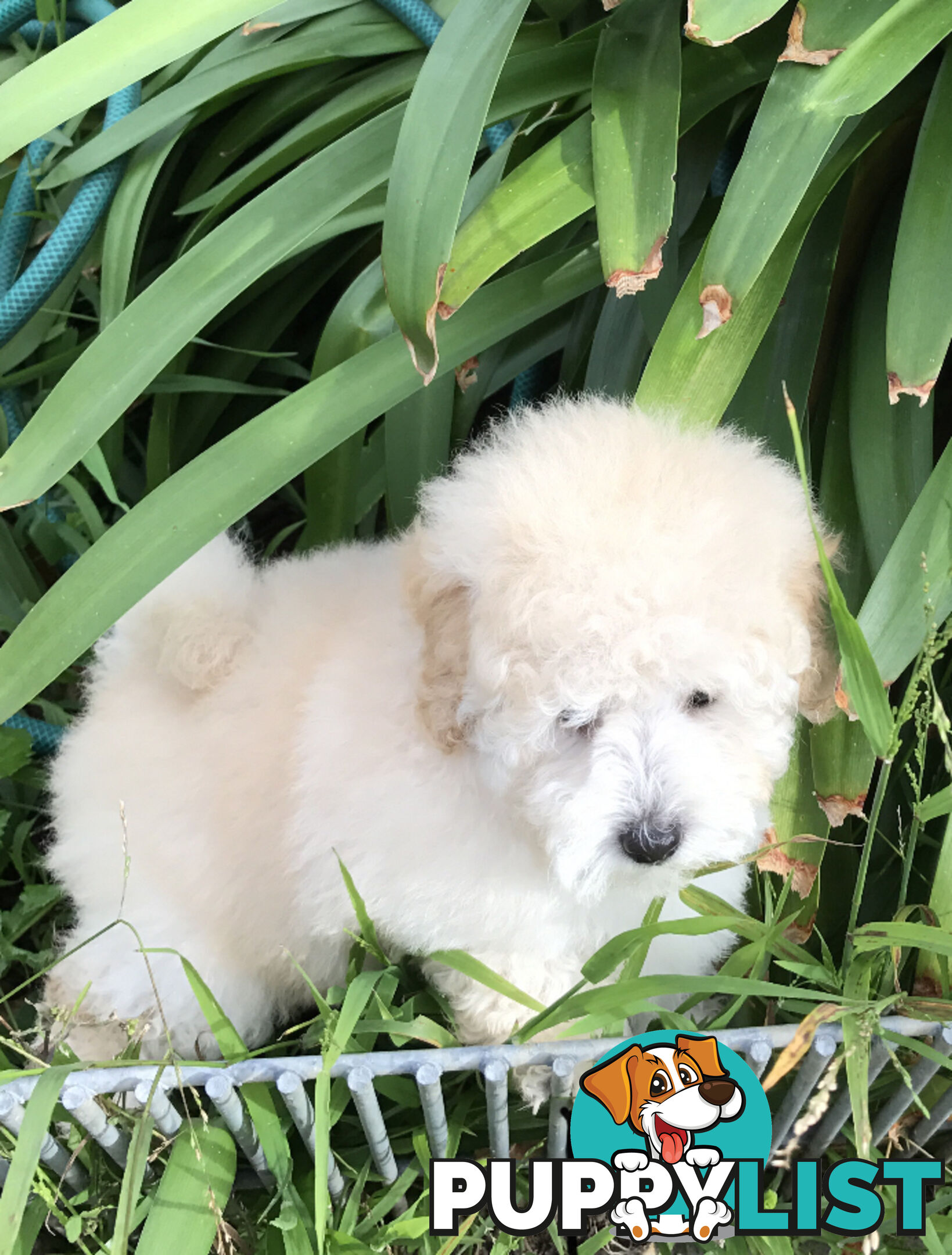 Pure White Toy Poodle Puppies for Sale