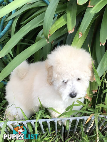 Pure White Toy Poodle Puppies for Sale