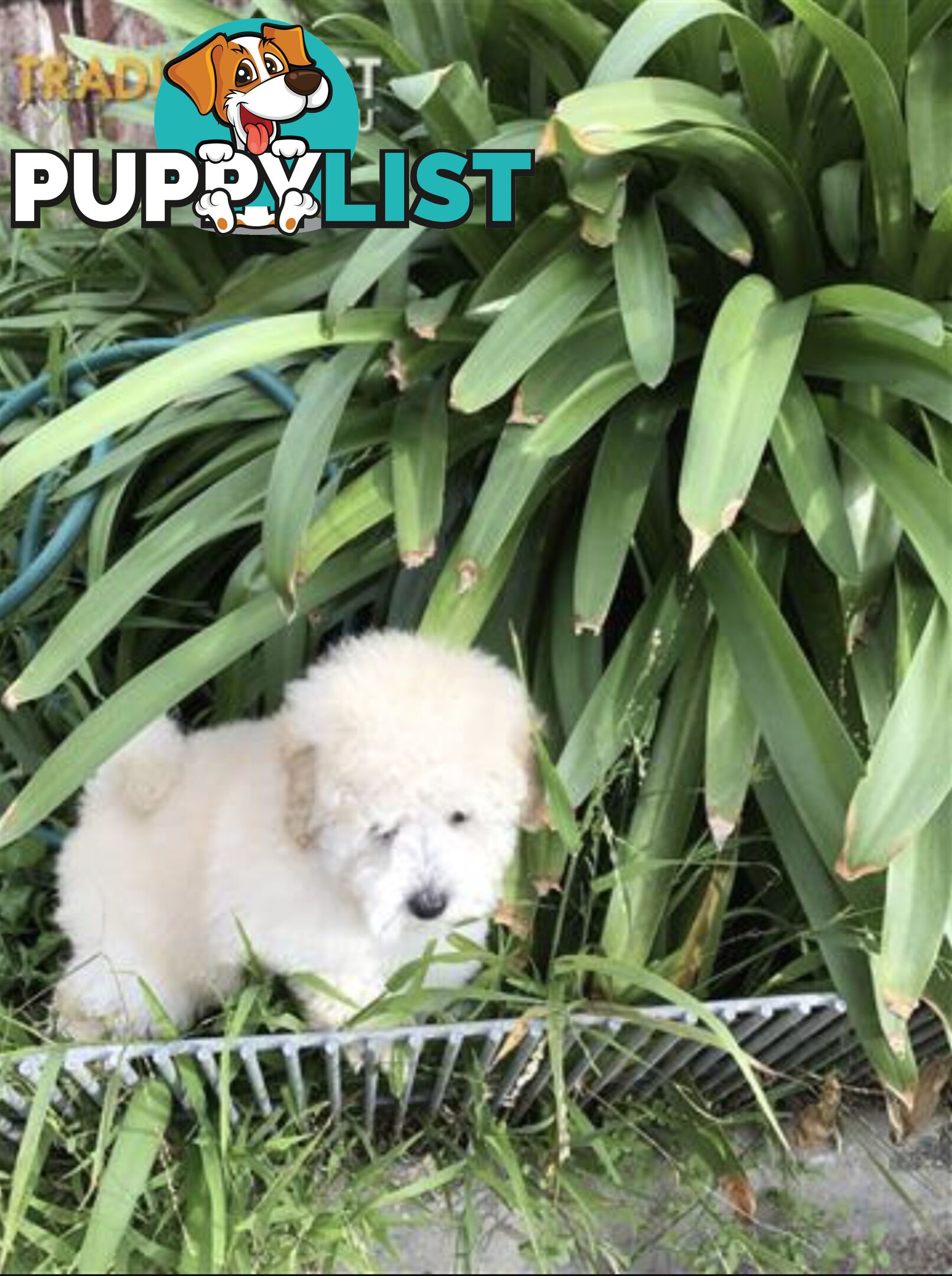 Pure White Toy Poodle Puppies for Sale