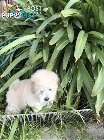 One Pure White Female toy Poodle Puppies for sale