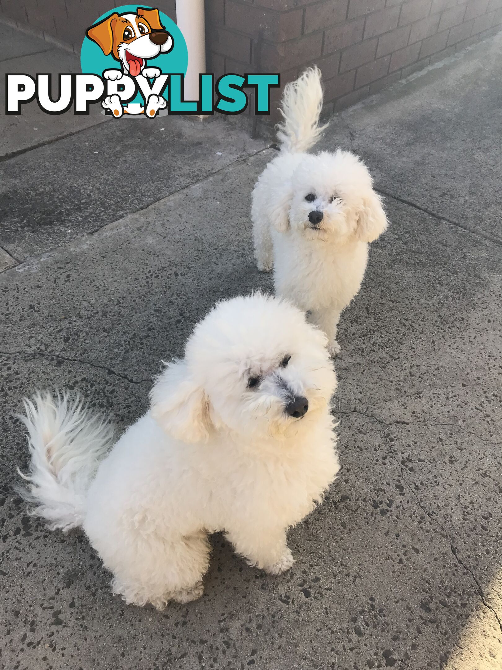 Pure White Toy Poodle Puppies for Sale