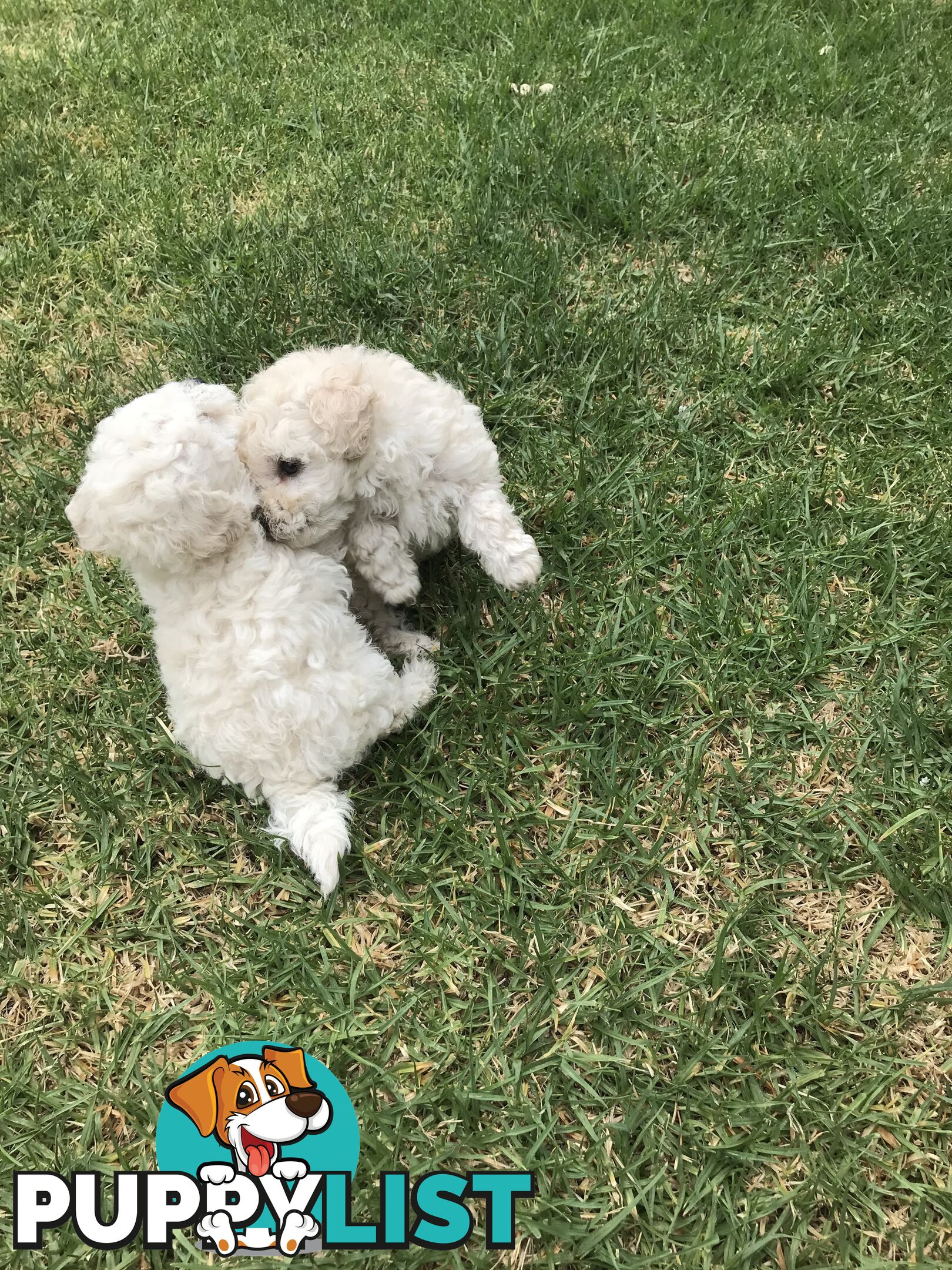 Pure White Toy Poodle Puppies for Sale