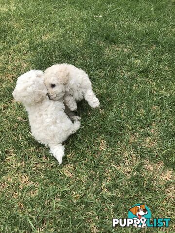 Pure White Toy Poodle Puppies for Sale