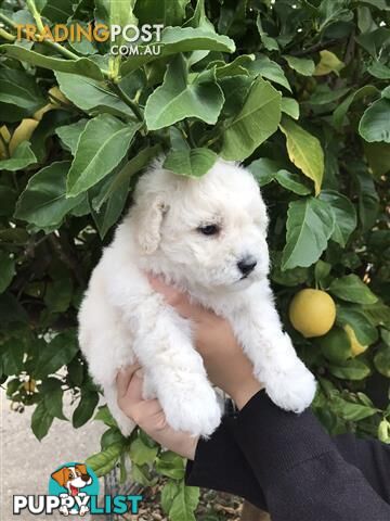 One Pure White Female toy Poodle Puppies for sale