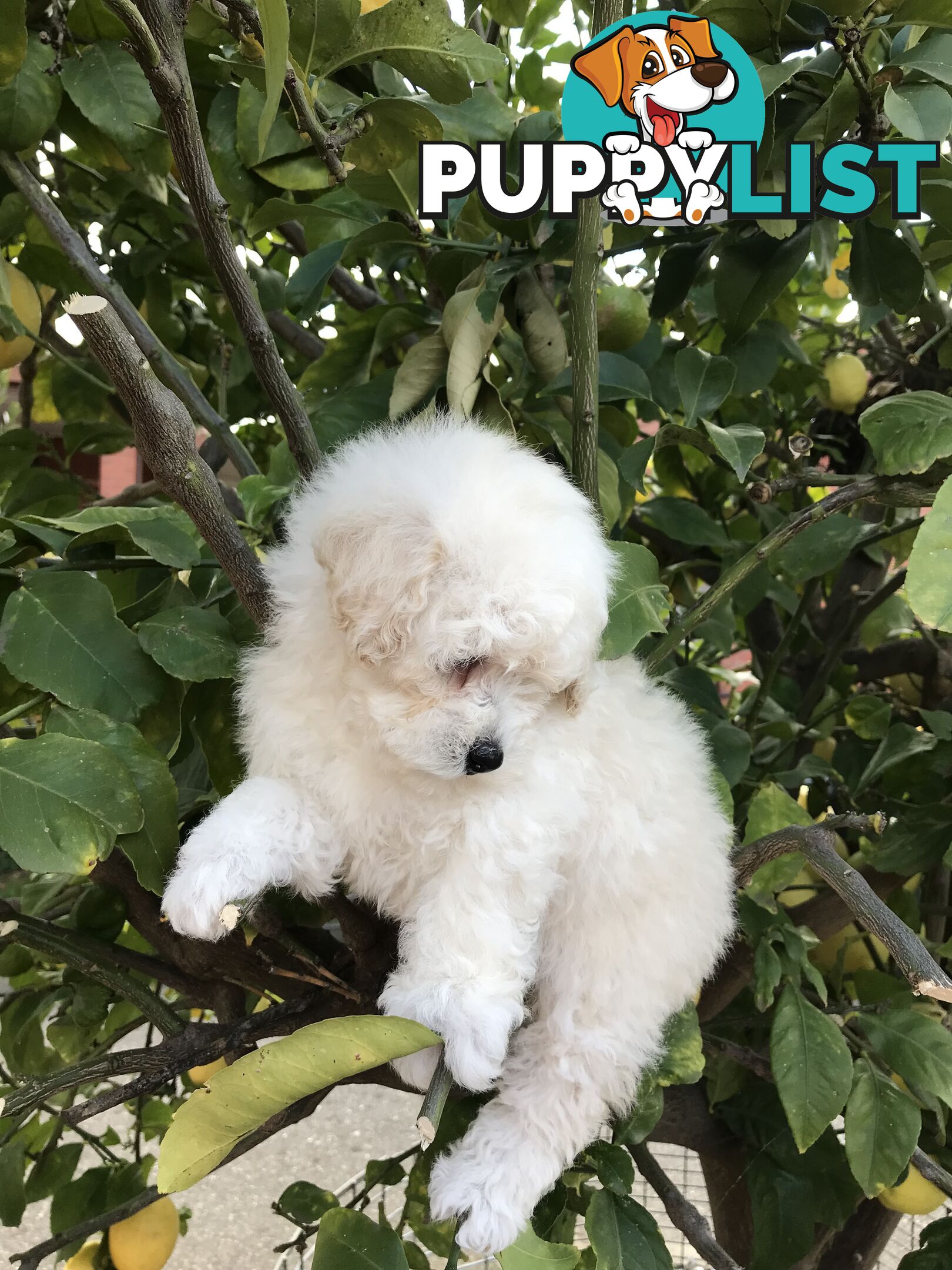 Pure White Toy Poodle Puppies for Sale