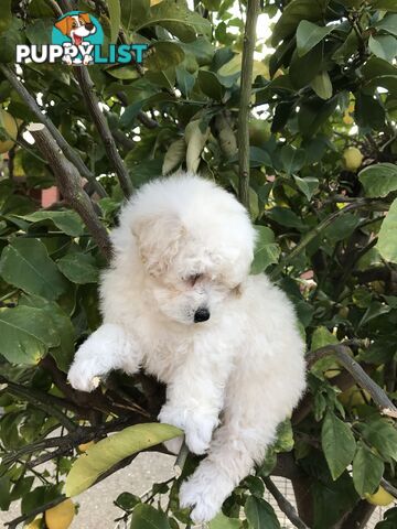 Pure White Toy Poodle Puppies for Sale