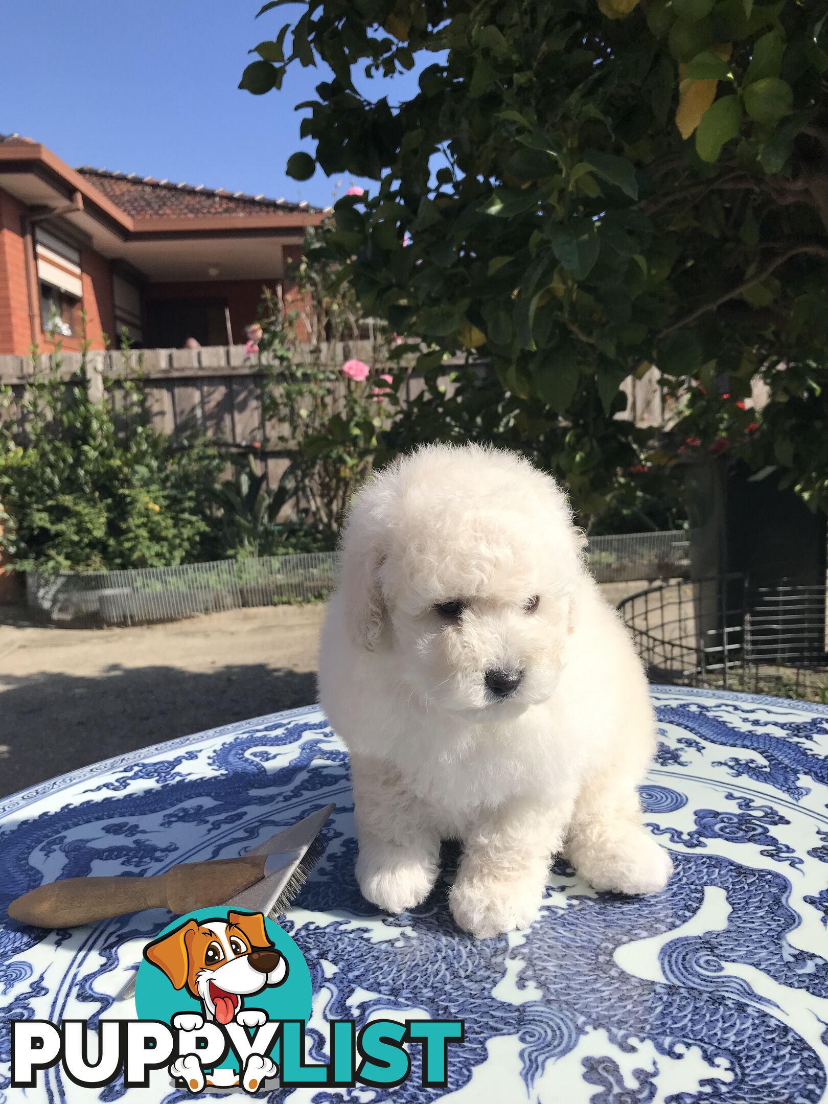 Pure White Toy Poodle Puppies for Sale