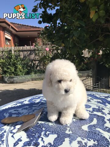 One Pure White Female toy Poodle Puppies for sale