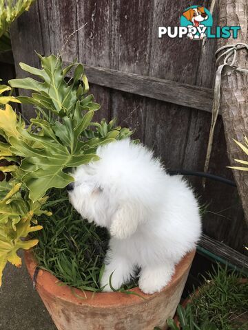 One Pure White Female toy Poodle Puppies for sale