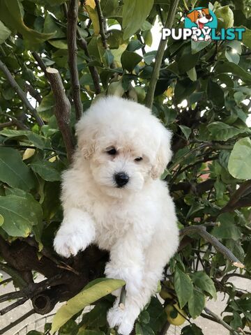 One Pure White Female toy Poodle Puppies for sale