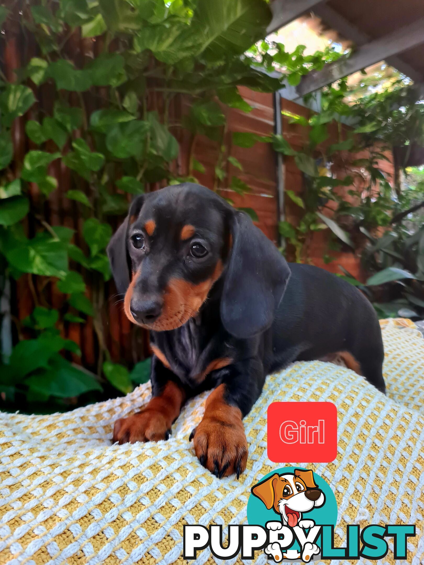 Miniature Dachshund Puppy Purebred