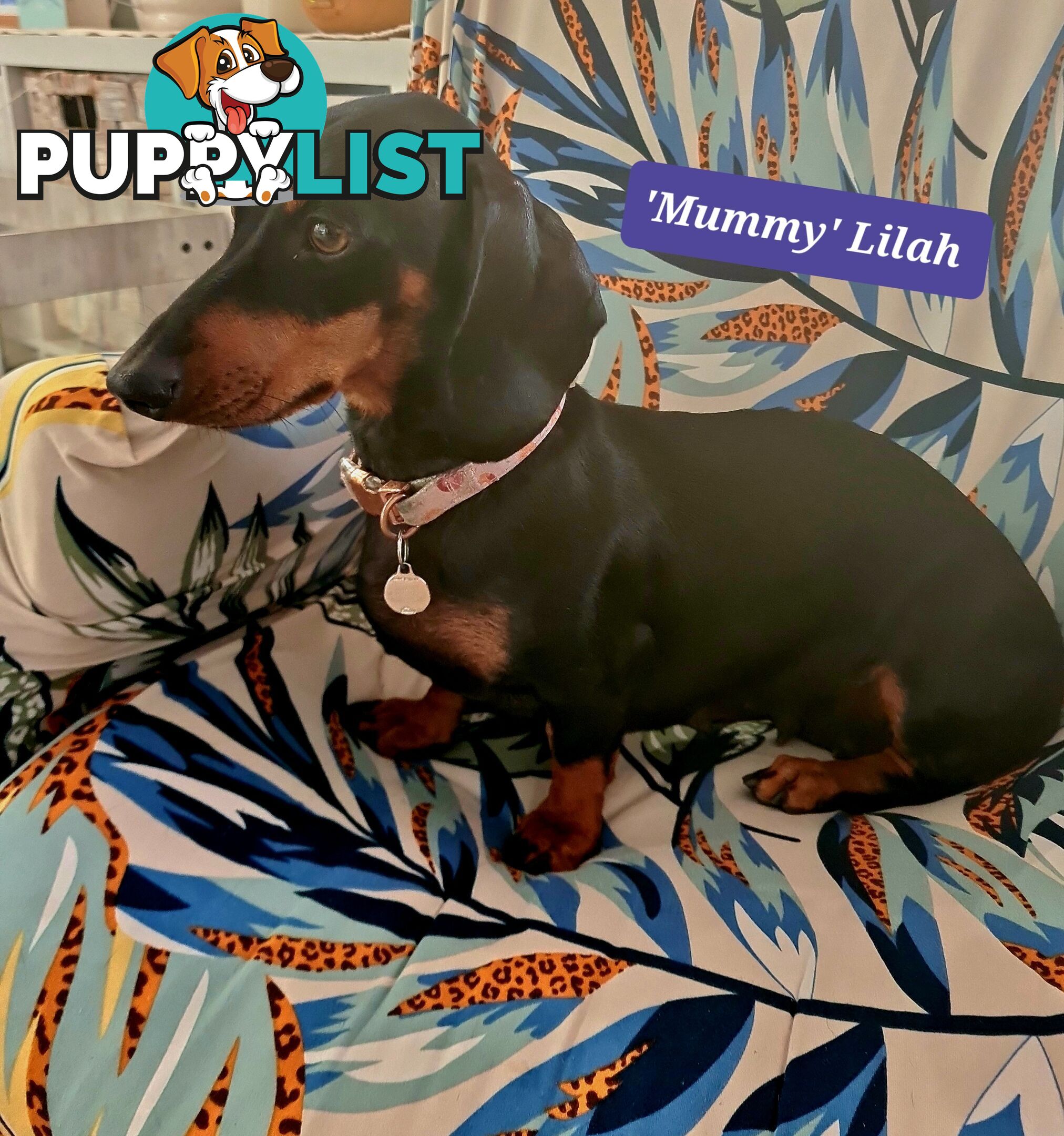 Miniature Dachshund Puppy Purebred