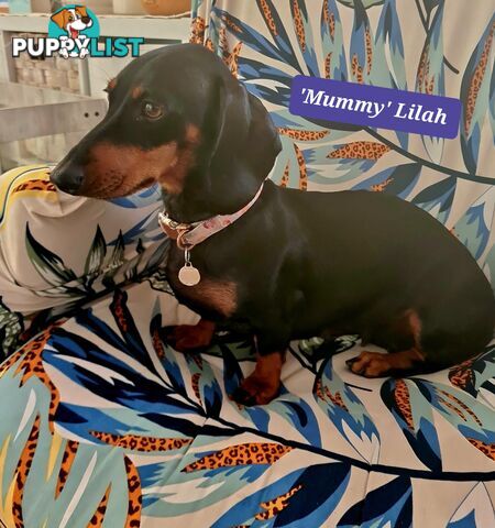 Miniature Dachshund Puppy Purebred