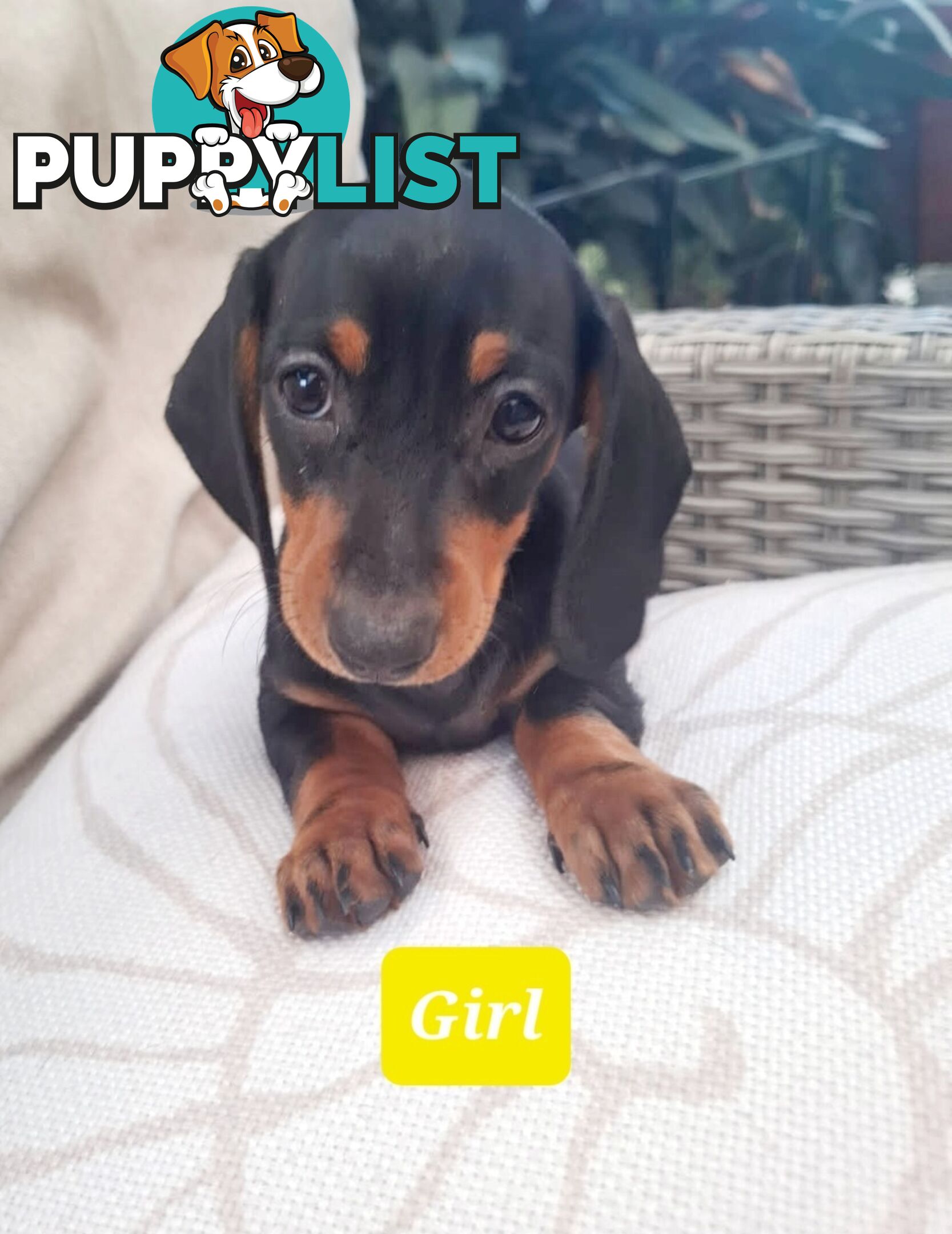 Miniature Dachshund Puppy Purebred