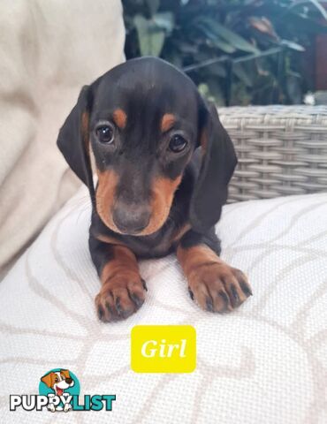 Miniature Dachshund Puppy Purebred