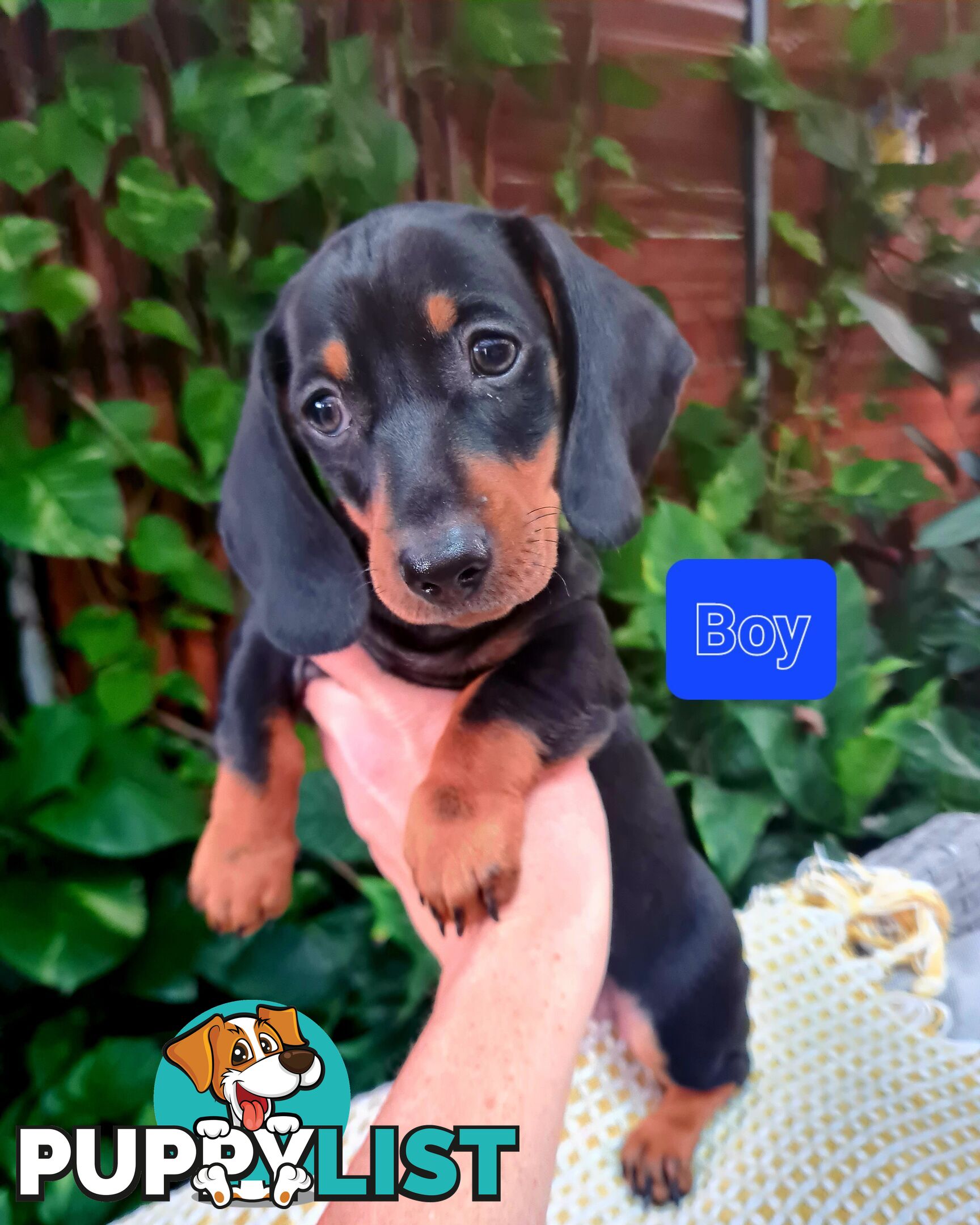 Miniature Dachshund Puppy Purebred