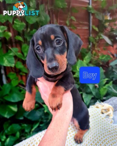 Miniature Dachshund Puppy Purebred