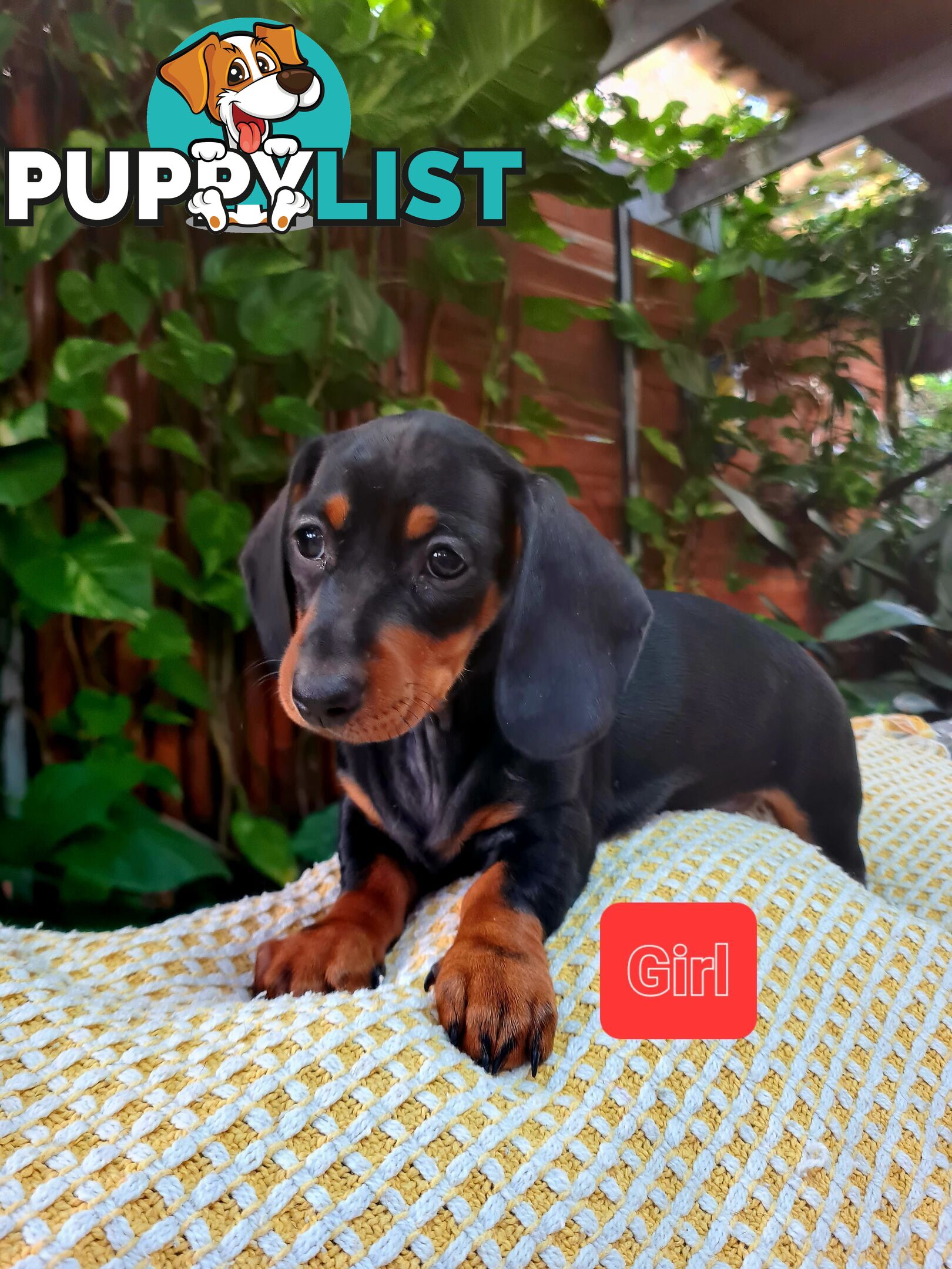 Miniature Dachshund Puppy Purebred