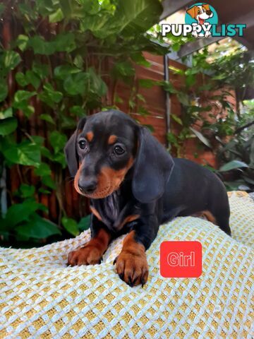 Miniature Dachshund Puppy Purebred