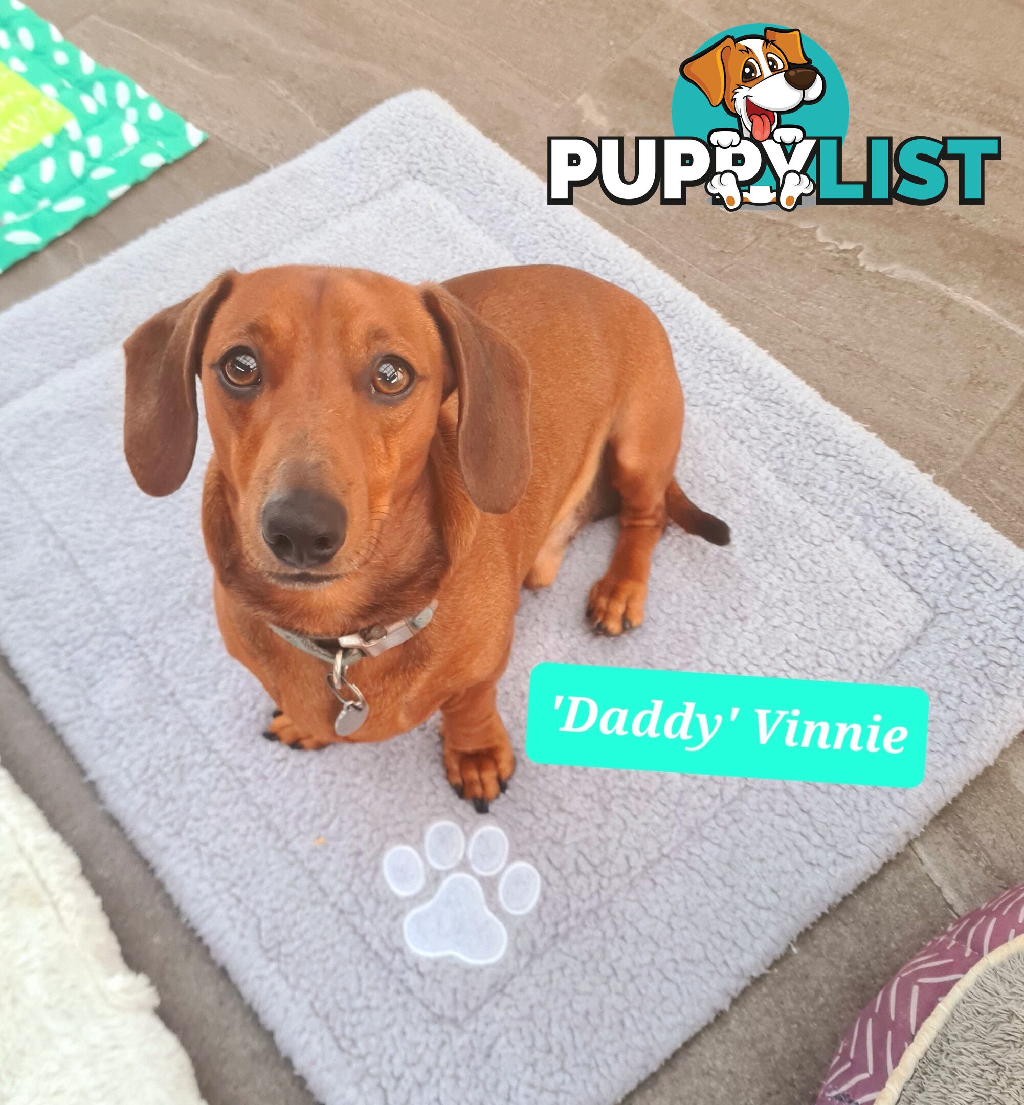 Miniature Dachshund Puppy Purebred