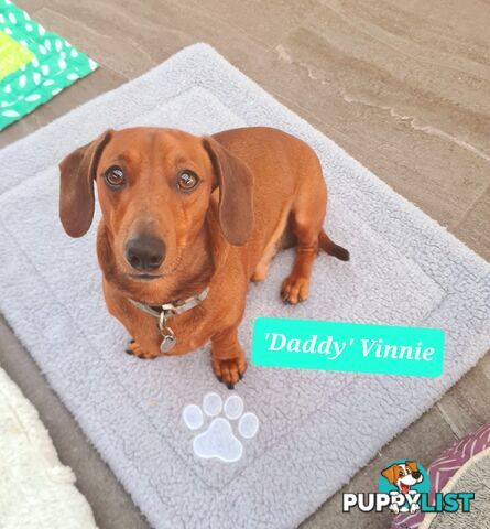 Miniature Dachshund Puppy Purebred