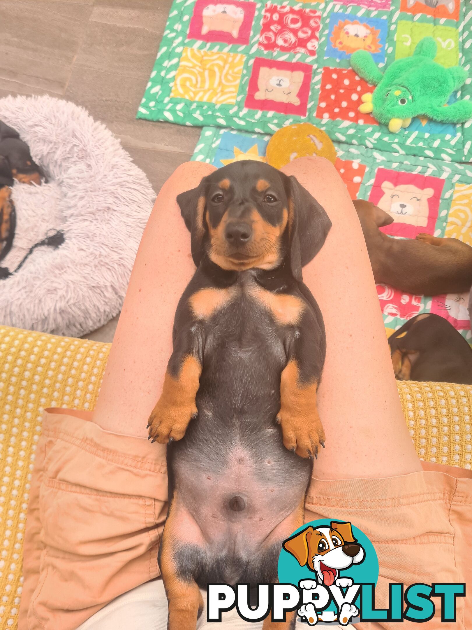 Miniature Dachshund Puppy Purebred