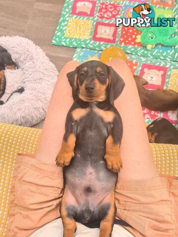 Miniature Dachshund Puppy Purebred