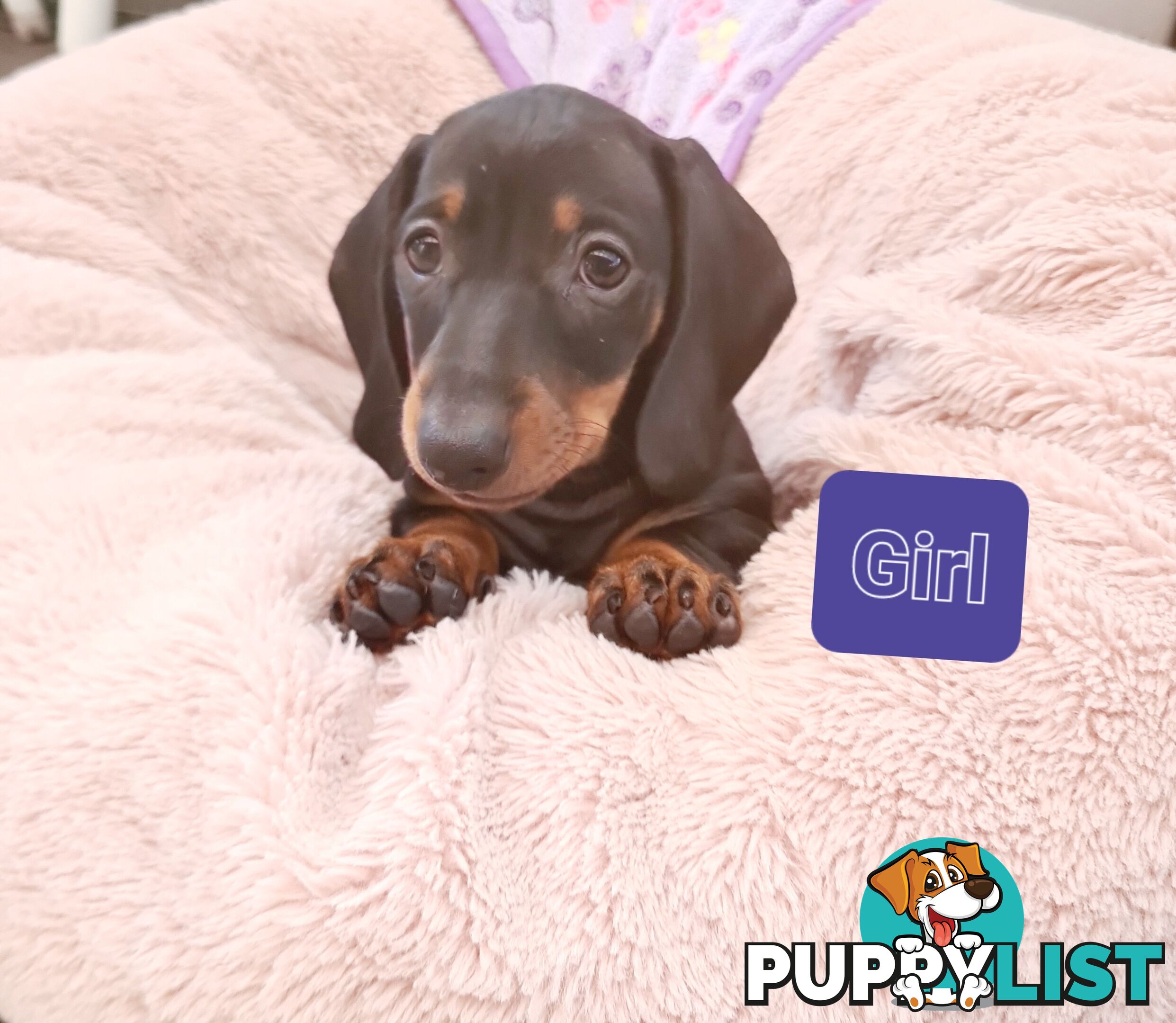 Miniature Dachshund Puppy Purebred