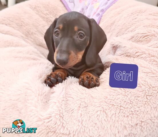 Miniature Dachshund Puppy Purebred