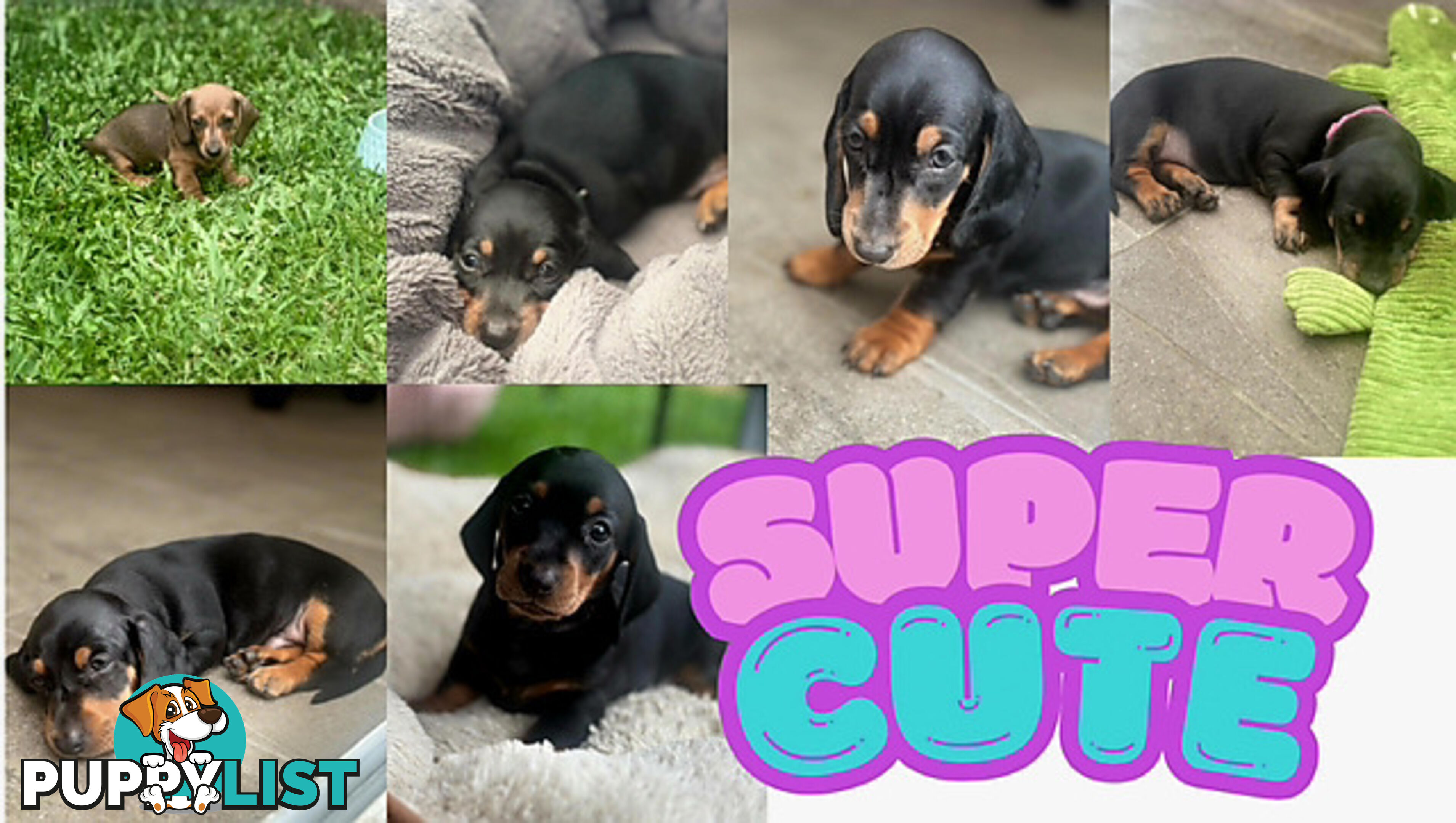 Miniature Dachshund Puppy Purebred
