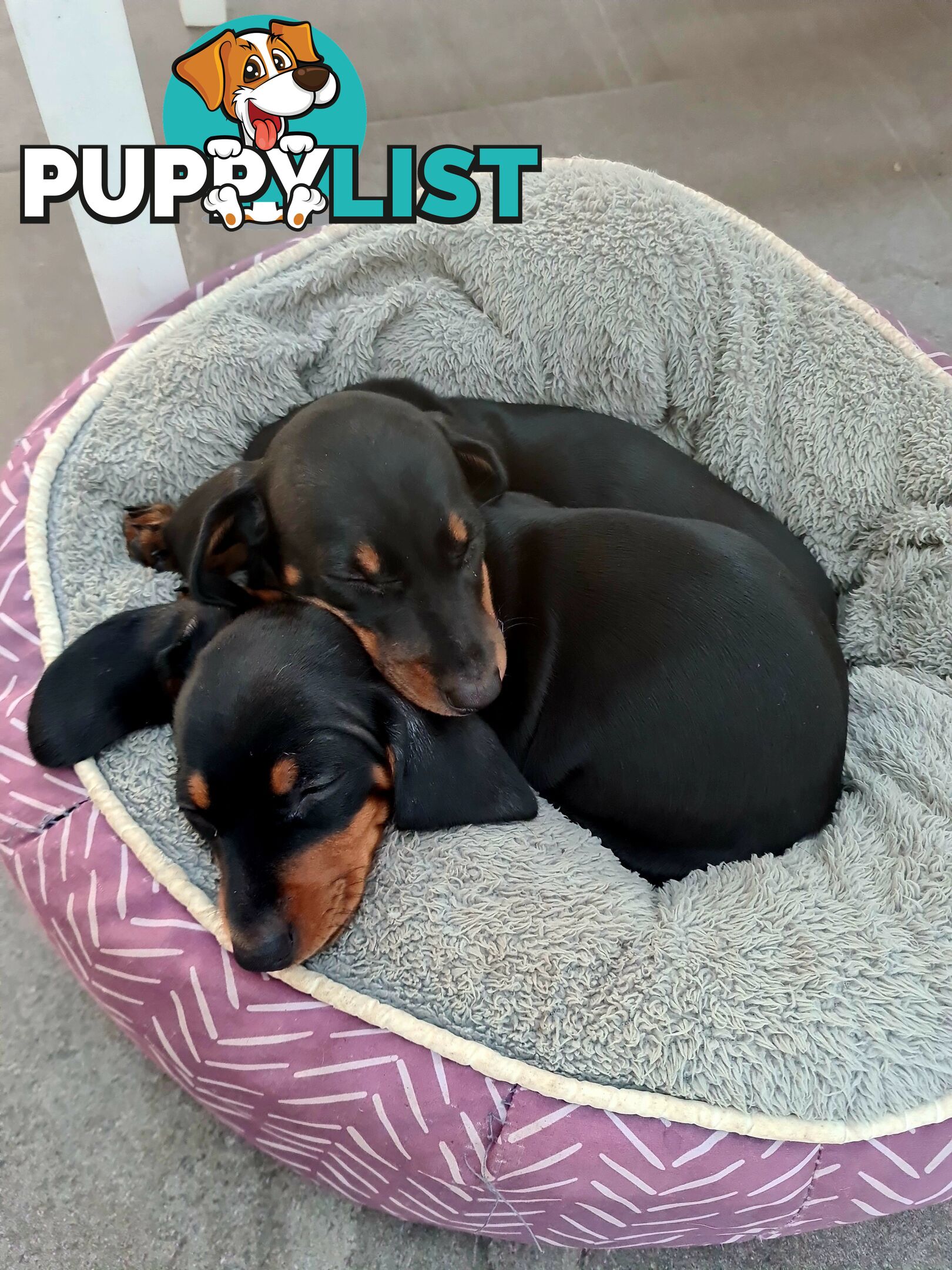 Miniature Dachshund Puppy Purebred