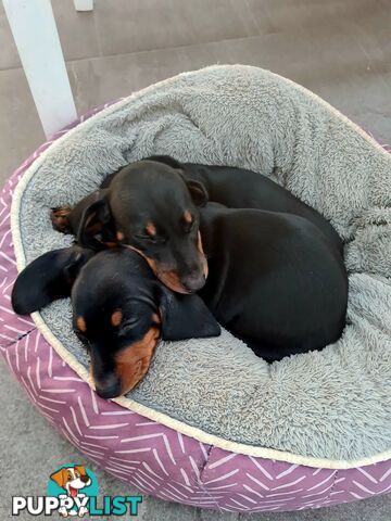 Miniature Dachshund Puppy Purebred