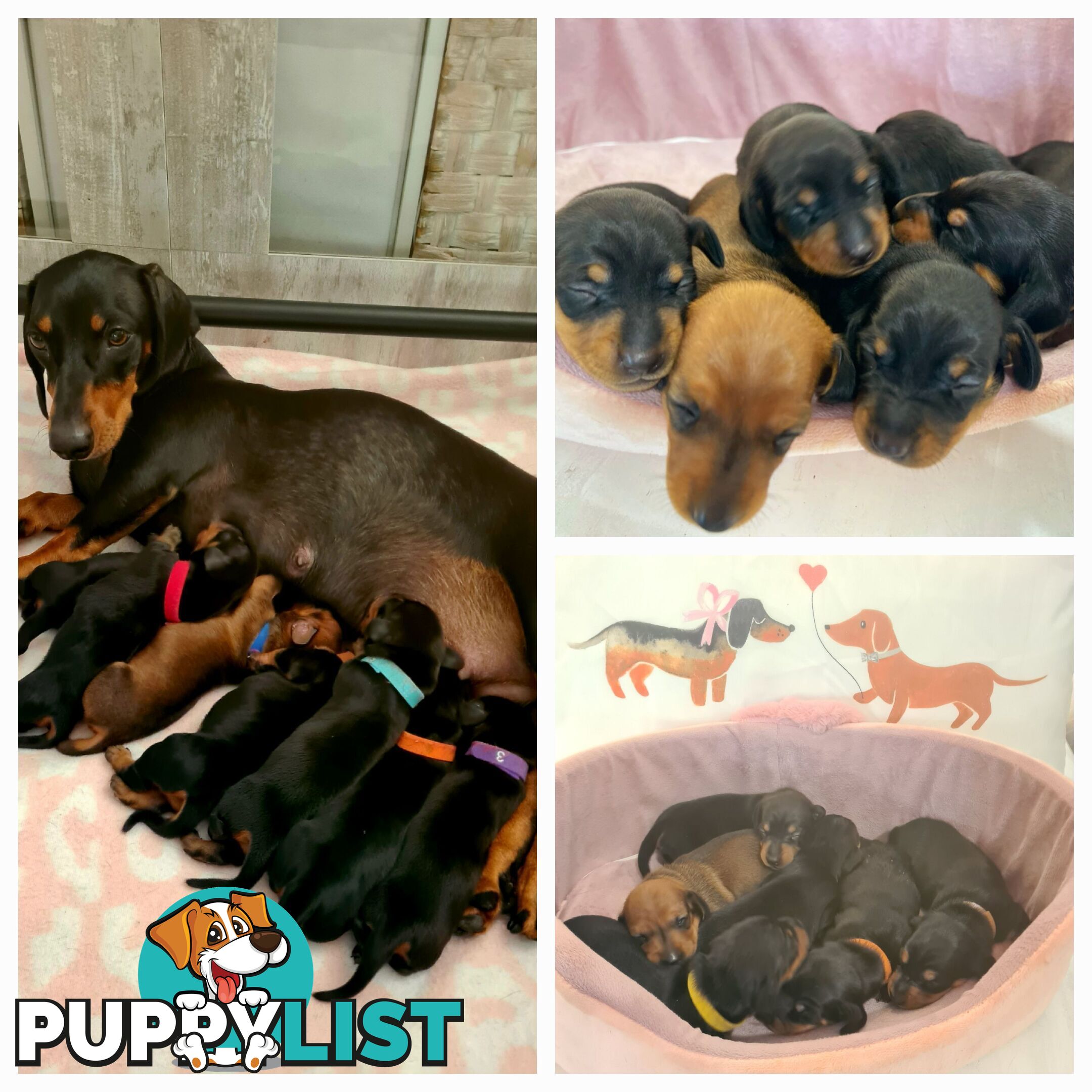 Miniature Dachshund Puppy Purebred
