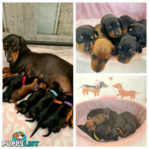 Miniature Dachshund Puppy Purebred