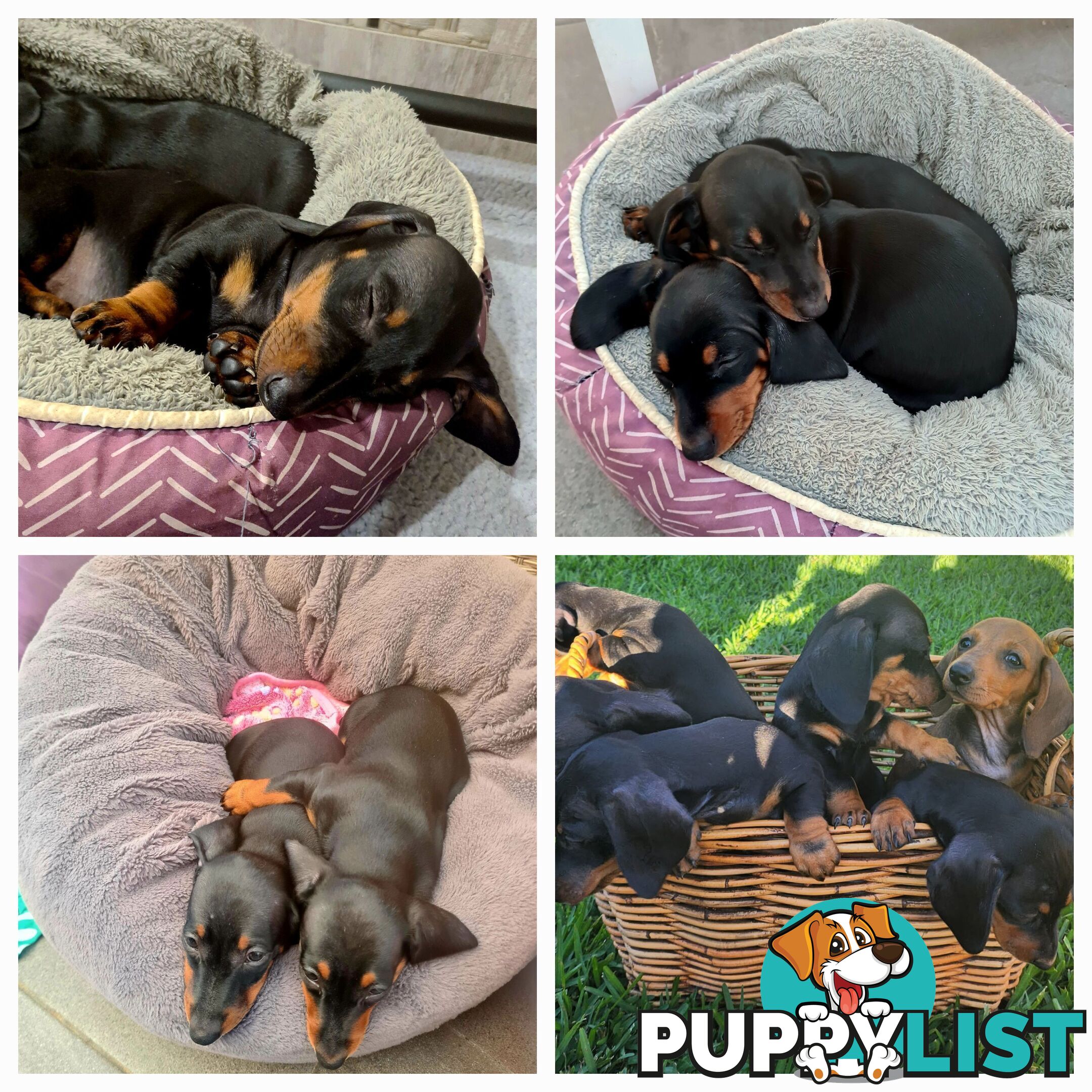 Miniature Dachshund Puppy Purebred